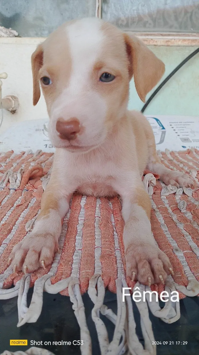 Cachorro ra a Labrador idade Abaixo de 2 meses nome Não tem nome 