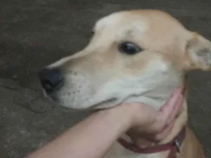 Cachorro raça SRD-ViraLata idade 1 ano nome Amora