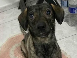 Cachorro raça SRD-ViraLata idade 3 anos nome Coragem 