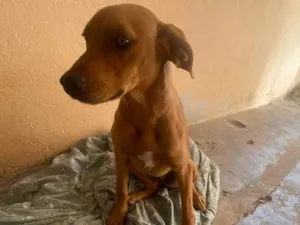 Cachorro raça SRD-ViraLata idade 1 ano nome Kiara 