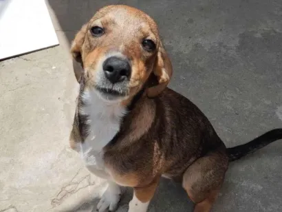 Cachorro raça SRD-ViraLata idade 1 ano nome Nala