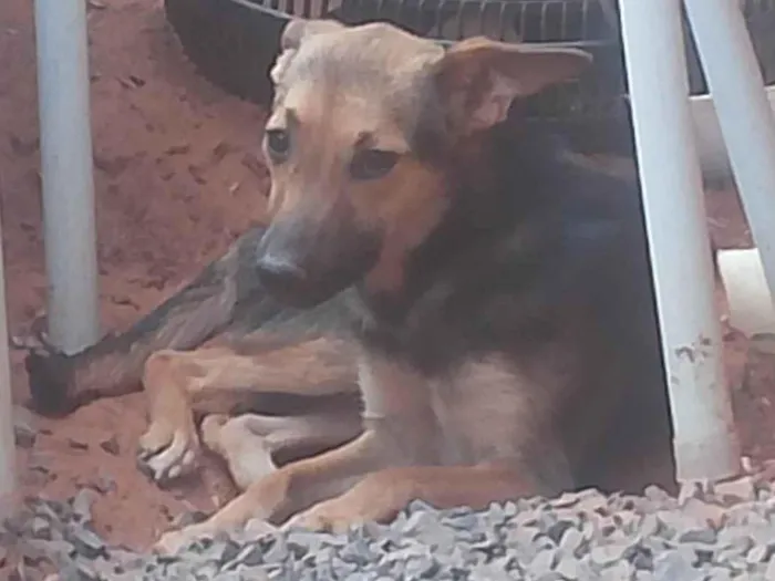 Cachorro ra a Pastor Alemão idade 7 a 11 meses nome 3 LINDINHOS