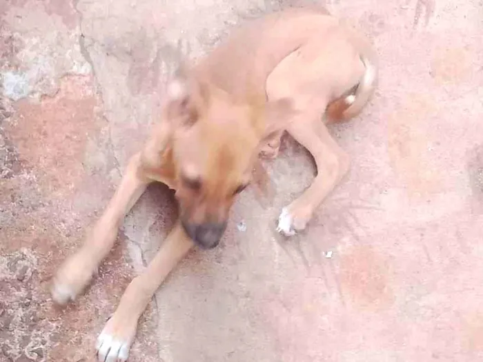 Cachorro ra a Pastor Alemão idade 7 a 11 meses nome 3 LINDINHOS