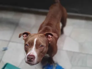 Cachorro raça Pit-Bull idade 2 anos nome Tulipa 