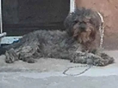 Cachorro raça Poodle idade 2 anos nome Pitoka