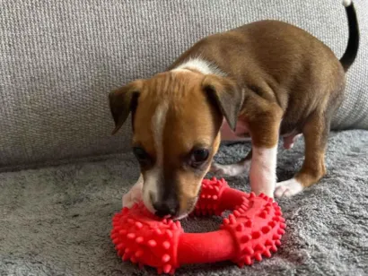 Cachorro raça São Bernardo idade Abaixo de 2 meses nome Simba