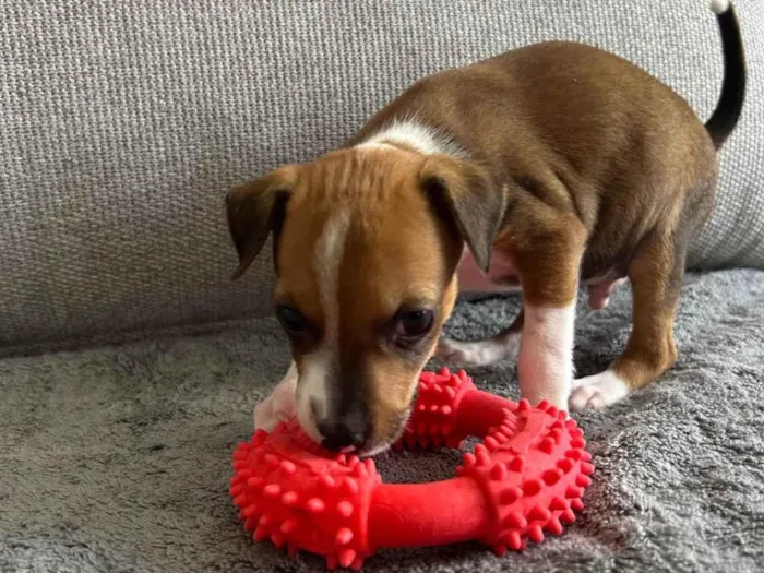 Cachorro ra a São Bernardo idade Abaixo de 2 meses nome Simba