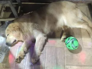 Cachorro raça Labrador idade 2 anos nome Kevin