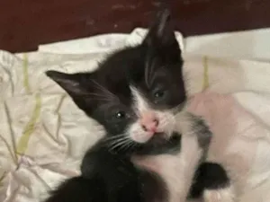 Gato raça SRD-ViraLata idade Abaixo de 2 meses nome Frajolinha