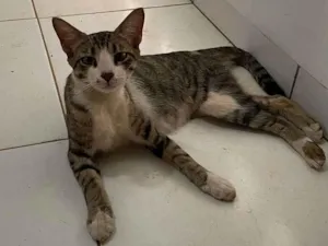 Gato raça SRD-ViraLata idade 2 anos nome Rajada