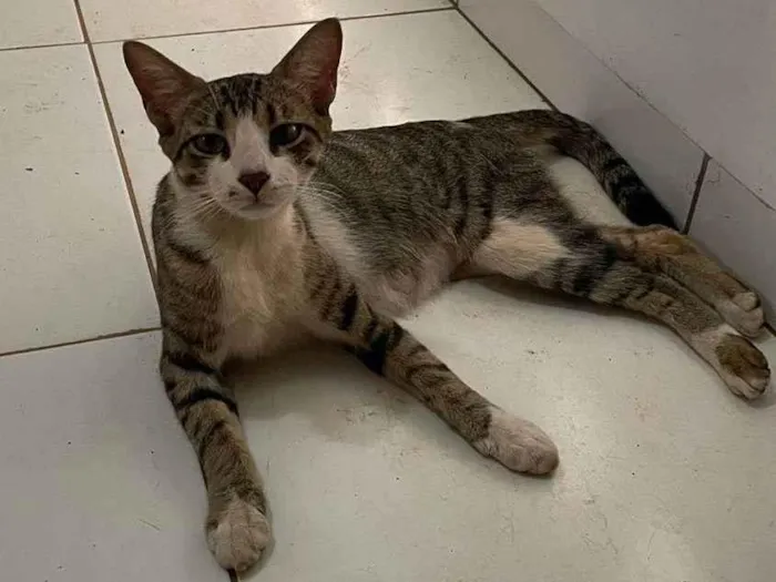 Gato ra a SRD-ViraLata idade 2 anos nome Rajada