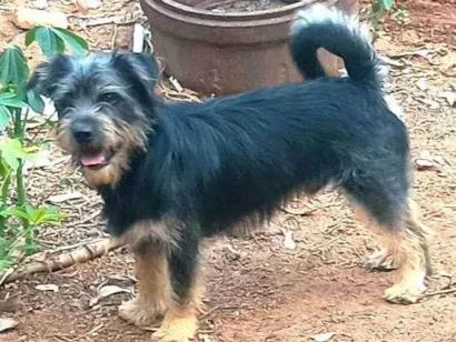 Cachorro raça Lhasa Apso idade 7 a 11 meses nome Jack 