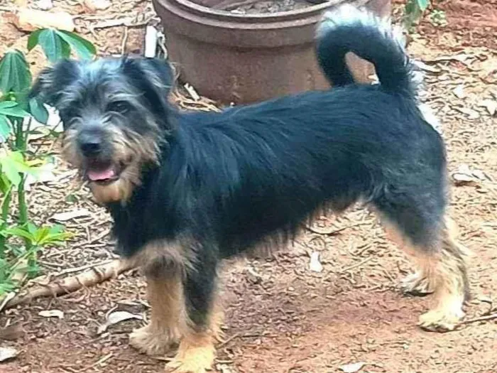 Cachorro ra a Lhasa Apso idade 7 a 11 meses nome Jack 