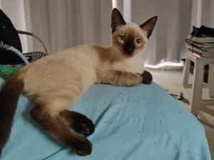 Gato raça SRD-ViraLata idade 2 a 6 meses nome Sem nome