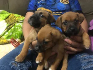 Cachorro raça SRD-ViraLata idade Abaixo de 2 meses nome Não demos nomes 