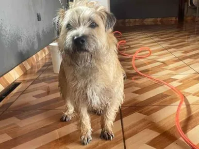 Cachorro raça SRD-ViraLata idade 1 ano nome Xodó