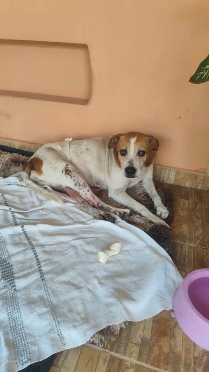 Cachorro ra a SRD-ViraLata idade 5 anos nome Sem nome