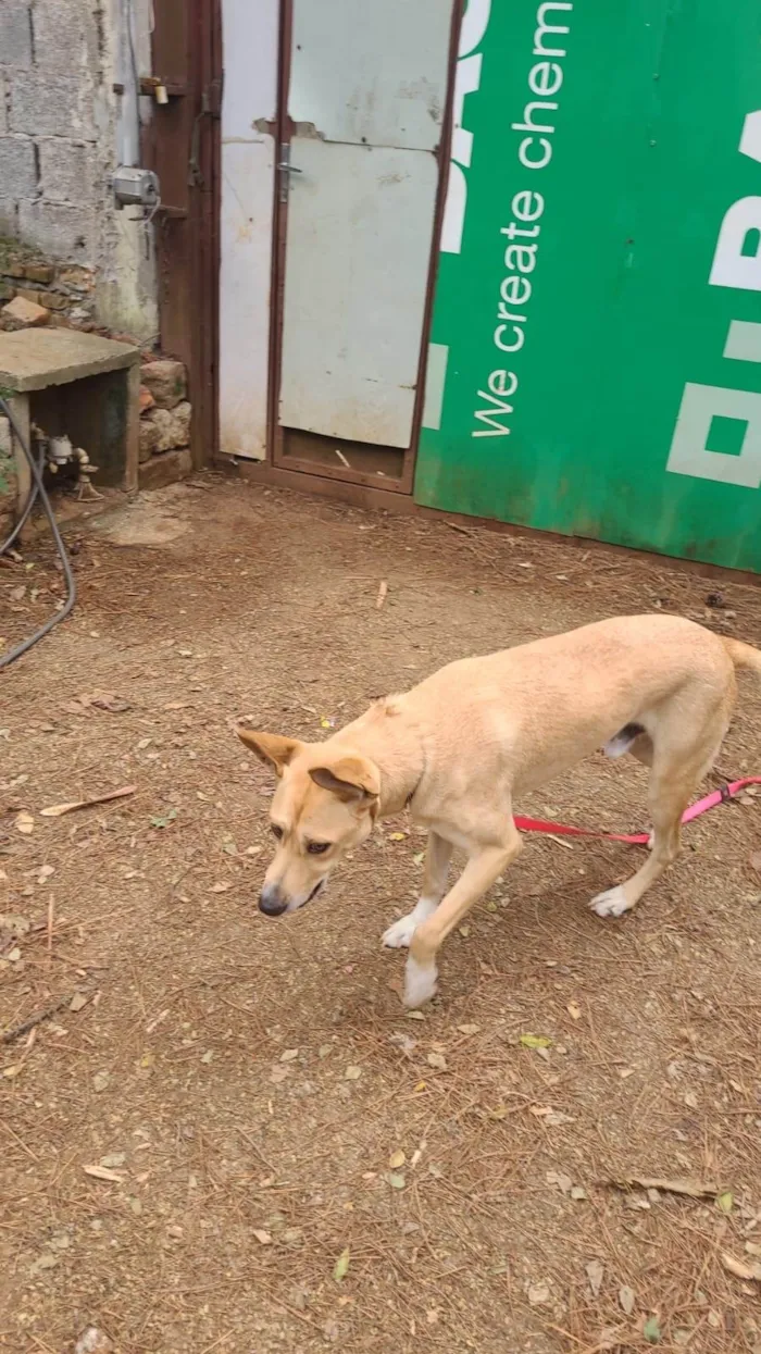 Cachorro ra a SRD-ViraLata idade 1 ano nome Flick