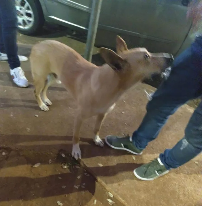 Cachorro ra a SRD-ViraLata idade 1 ano nome Flick