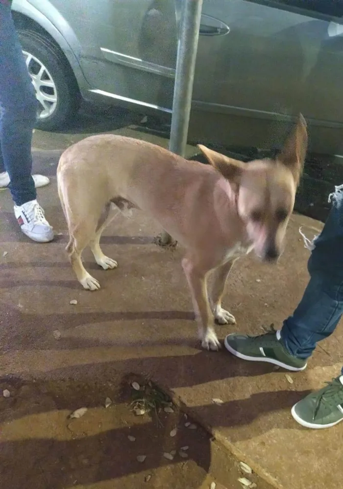 Cachorro ra a SRD-ViraLata idade 1 ano nome Flick