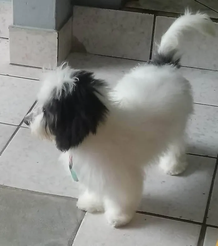 Cachorro ra a SRD-ViraLata idade 4 anos nome Cookie