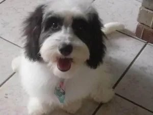 Cachorro raça SRD-ViraLata idade 4 anos nome Cookie