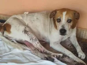 Cachorro raça SRD-ViraLata idade 5 anos nome Sem nome