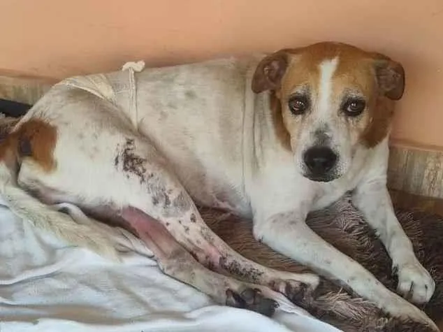 Cachorro ra a SRD-ViraLata idade 5 anos nome Sem nome