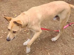 Cachorro raça SRD-ViraLata idade 1 ano nome Flick