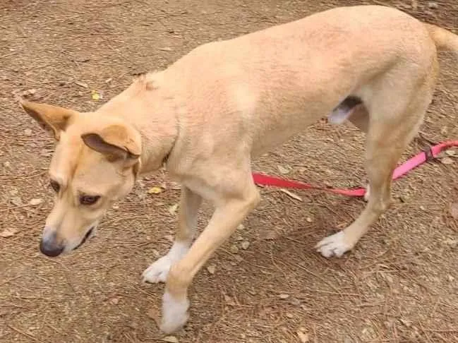 Cachorro ra a SRD-ViraLata idade 1 ano nome Flick