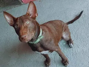 Cachorro raça Pit-Bull idade 7 a 11 meses nome Lyon 