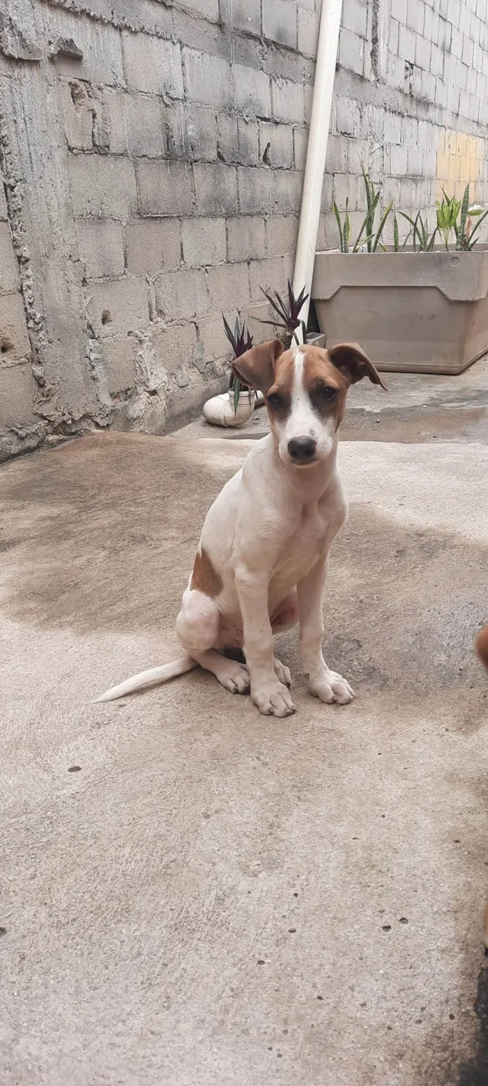 Cachorro ra a SRD-ViraLata idade 2 a 6 meses nome Stich