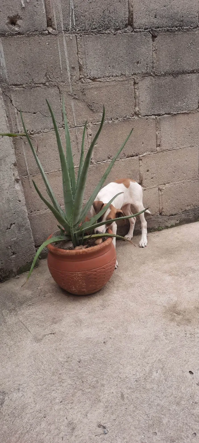 Cachorro ra a SRD-ViraLata idade 2 a 6 meses nome Stich