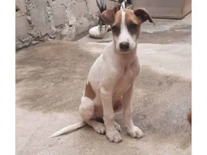 Cachorro raça SRD-ViraLata idade 2 a 6 meses nome Stich