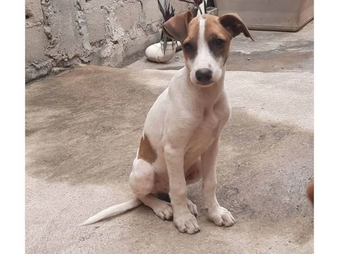 Cachorro ra a SRD-ViraLata idade 2 a 6 meses nome Stich