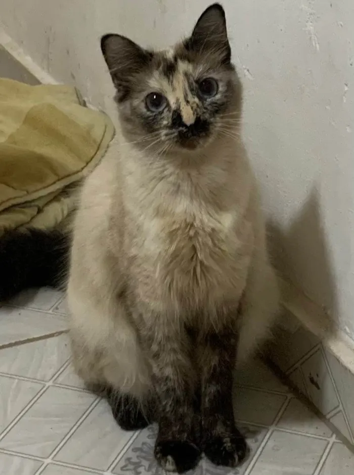 Gato ra a SRD-ViraLata idade 2 anos nome Coco