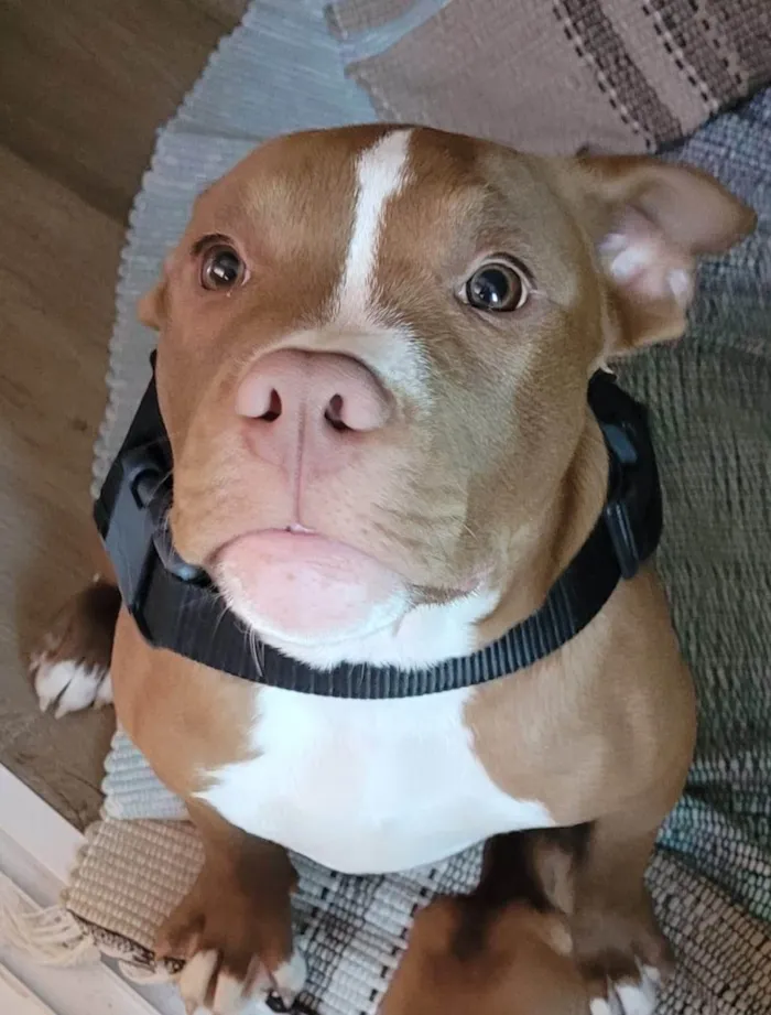 Cachorro ra a Pit-Bull idade 7 a 11 meses nome Thor