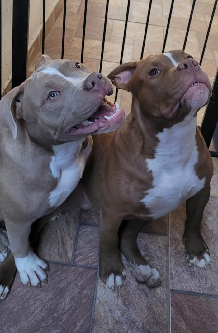 Cachorro ra a Pit-Bull idade 7 a 11 meses nome Thor