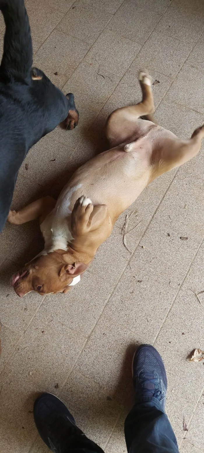 Cachorro ra a Pit-Bull idade 7 a 11 meses nome Thor