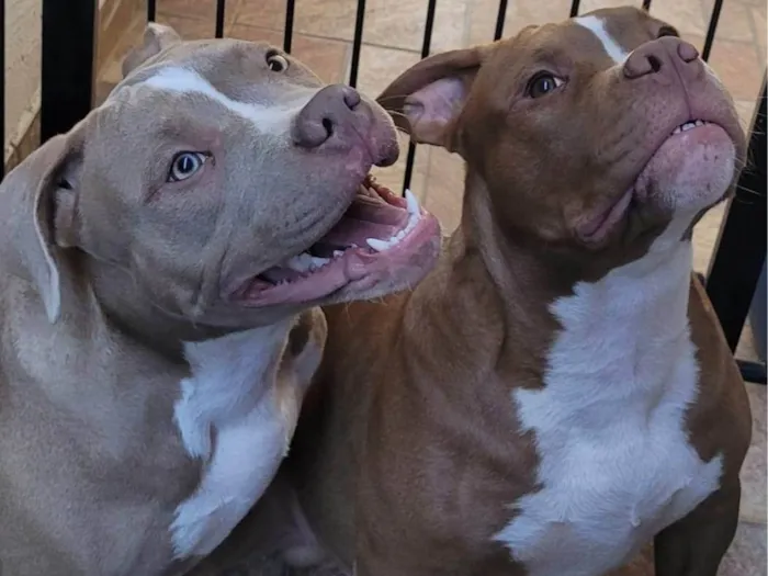 Cachorro ra a Pit-Bull idade 7 a 11 meses nome Thor