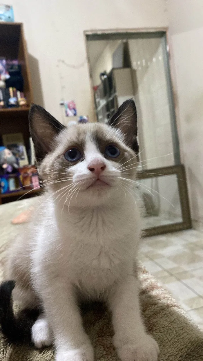 Gato ra a SRD-ViraLata idade Abaixo de 2 meses nome Lia