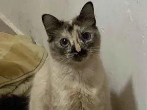 Gato raça SRD-ViraLata idade 2 anos nome Coco