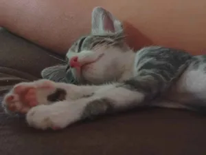 Gato raça SRD-ViraLata idade Abaixo de 2 meses nome Não tem 