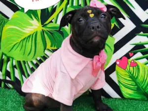 Cachorro raça Pit-Bull idade 2 a 6 meses nome Nala