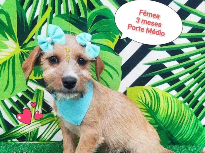 Cachorro ra a SRD-ViraLata idade 2 a 6 meses nome cinderela