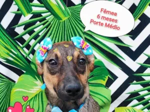 Cachorro raça SRD-ViraLata idade 2 a 6 meses nome maria