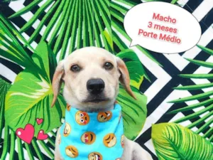 Cachorro raça SRD-ViraLata idade 2 a 6 meses nome Matheus 