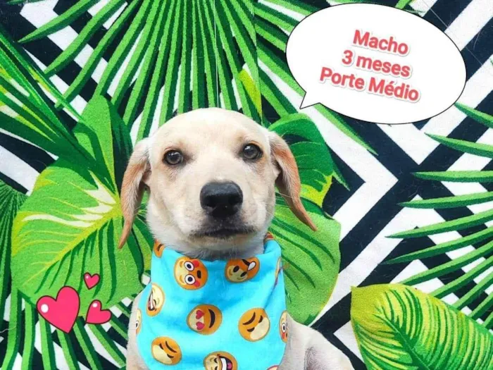 Cachorro ra a SRD-ViraLata idade 2 a 6 meses nome Matheus 