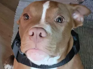 Cachorro raça Pit-Bull idade 7 a 11 meses nome Thor