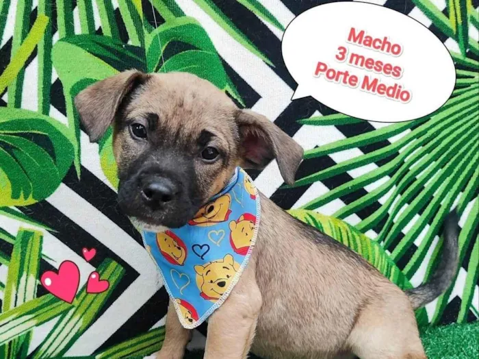 Cachorro ra a SRD-ViraLata idade 2 a 6 meses nome Joao